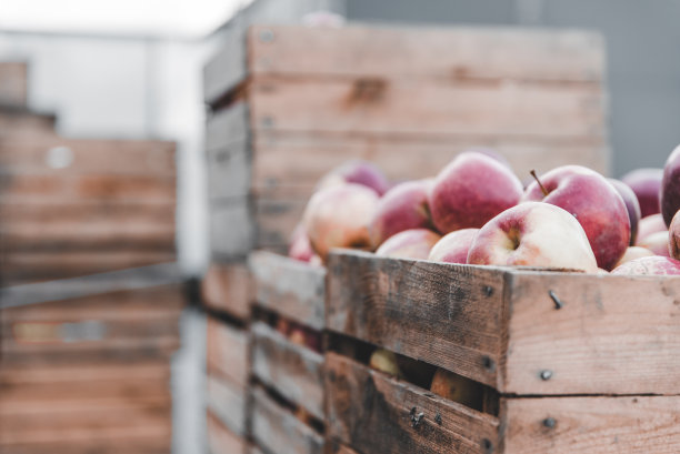 收获后装满成熟的红苹果的木箱子图片下载