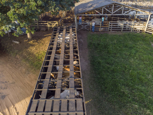 白天装满牛的卡车图片下载