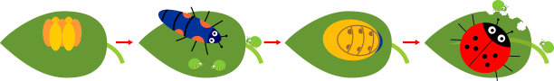 瓢虫的生命周期。卡通瓢虫从卵到在白色背景上分离的成虫的发育阶段序列图片下载