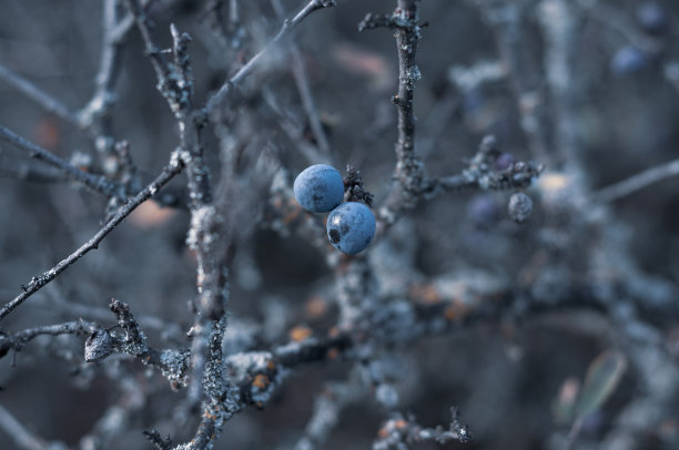 野刺灌木黑刺李，鲜亮酸甜可口的野生浆果，自然的户外景观。图片下载