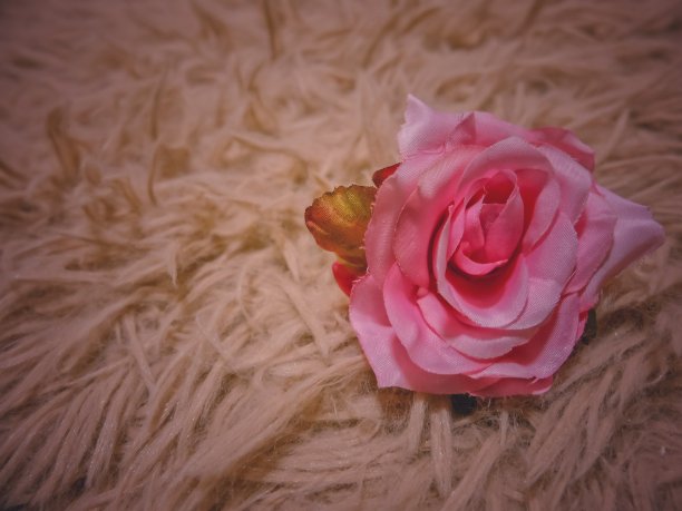 情人节图片下载