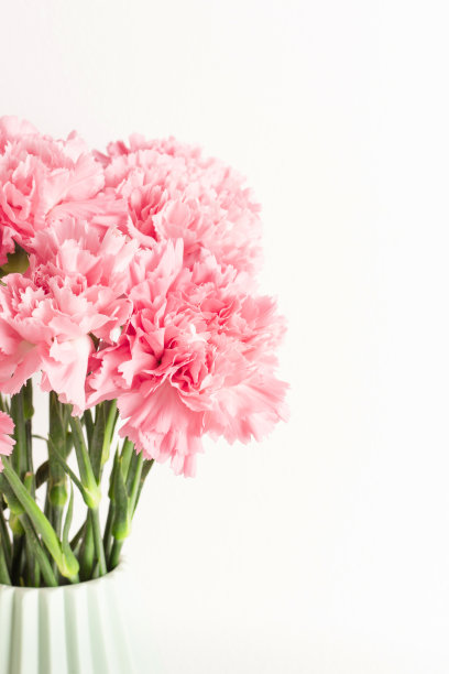 粉红色康乃馨配淡绿色瓷瓶，白色底色。图片下载