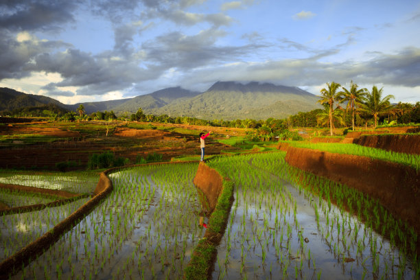 与旅游摄影师拍摄的印尼稻田自然风光图片下载