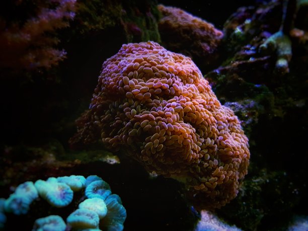 分叉的小锤脂多糖珊瑚图片下载