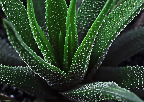 多汁的特写图片下载