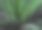 多汁的特写图片下载