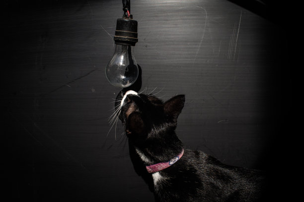黑色背景上的旧灯泡和猫图片下载