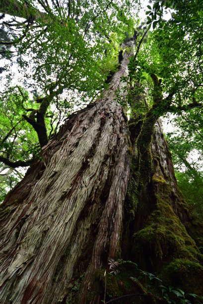日本屋久岛的雪松林深处图片下载