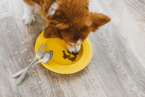狗用勺子和叉子从黄色的盘子里吃东西。狗粮的概念图片下载