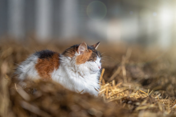 美丽的猫惬意地坐在阳光下，躺在马厩的新鲜稻草和干草上，望着别处图片下载