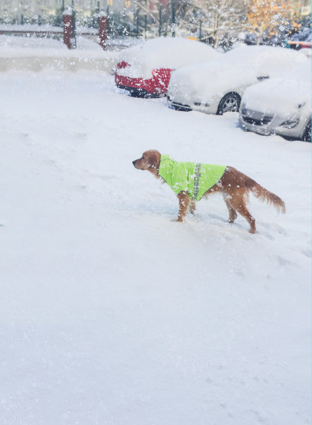 一个侧面的金毛猎犬穿着霓虹绿色外套走在积雪覆盖的汽车。图片下载