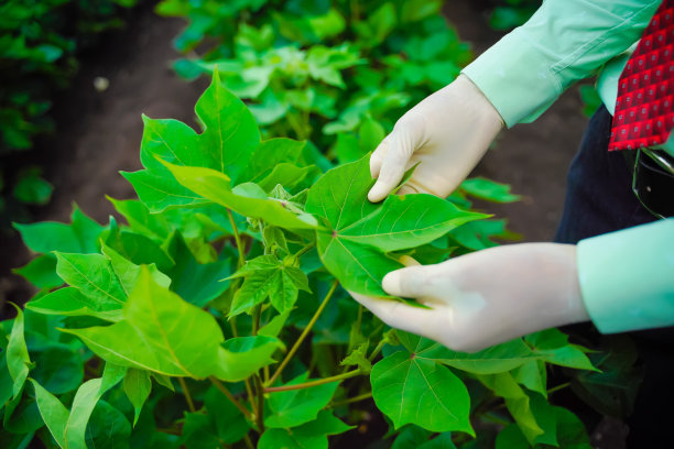 年轻的印度农学家在棉花地里检查绿色的棉花叶子图片下载