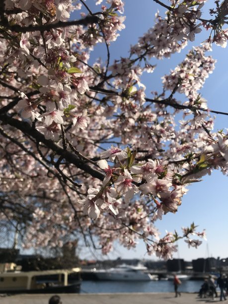 李尔花图片下载