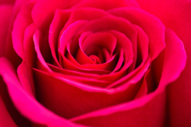 粉色玫瑰图片下载