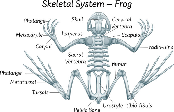 科学教育青蛙解剖学图片下载