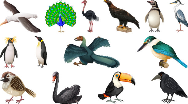 设置不同的小鸟卡通风格孤立上图片下载