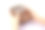 女子为卡林巴演奏近距离。卡林巴或安比拉是一种非洲乐器在白色的背景。音乐的概念。图片下载