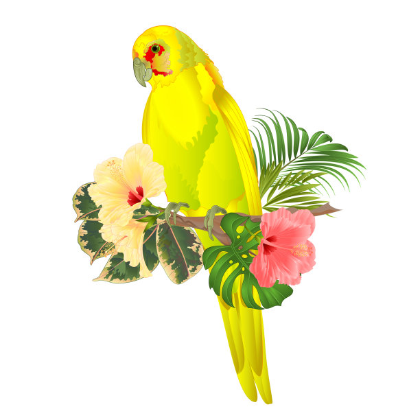 黄鸟鹦鹉，印度环颈鹦鹉图片下载