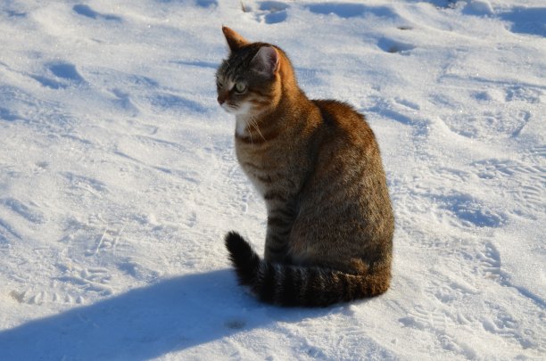 散步的猫图片下载