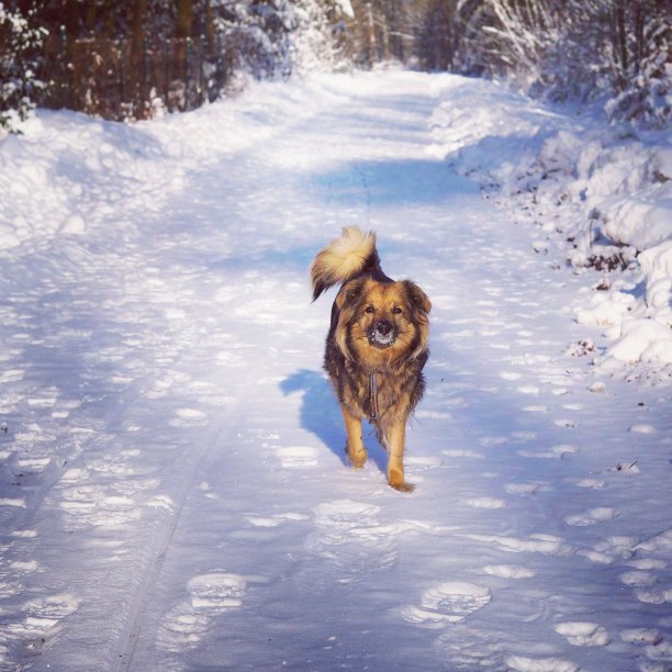 狗在雪中行走图片下载