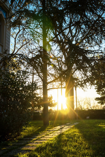 背景景观纹理自然的树木和树叶上湛蓝清澈的天空，黄色的树叶秋天自然五彩缤纷，橘黄色的树绿色图片下载