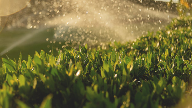 新鲜的绿草与雨滴从浇灌或阳光下图片下载