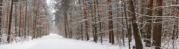 冬天松林下的白雪。冬天的森林景观。高大的树木被雪覆盖着。冬天森林里的雪道。图片下载
