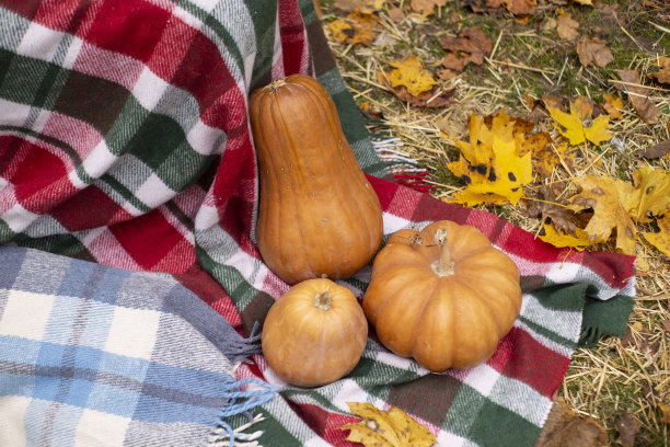 秋天photozone。装饰。格子,叶子。在森林里。旗帜,贺卡图片下载