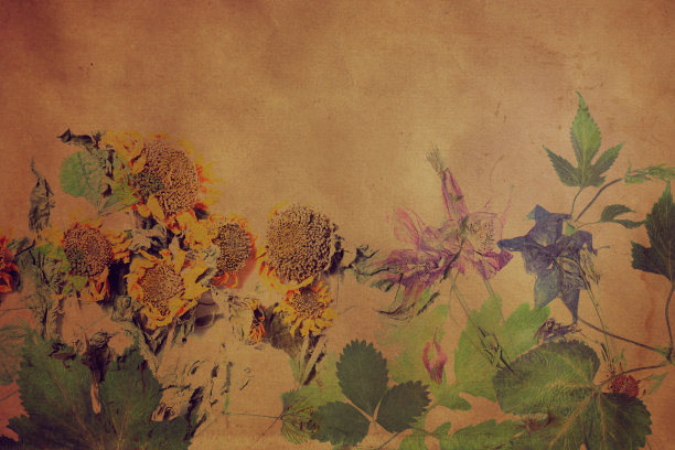 旧的垃圾背景与花卉图案标本室图片下载