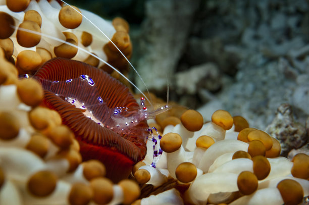 Sarasvati海葵虾图片下载