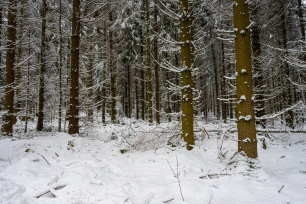 覆盖着积雪的松树林。图片来自瑞典斯堪尼亚图片下载
