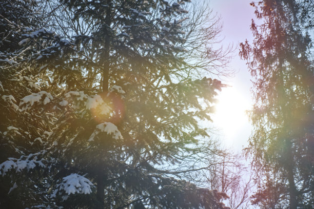 阳光明媚的松林在雪地里。关闭V2图片下载