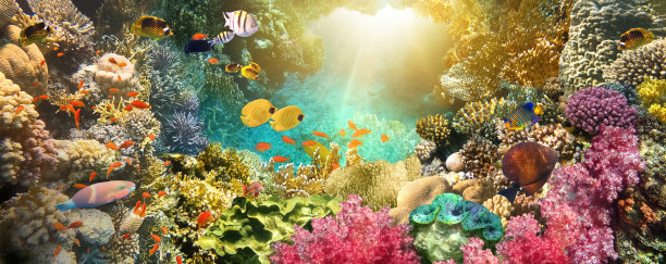 鱼在自然环境中图片下载