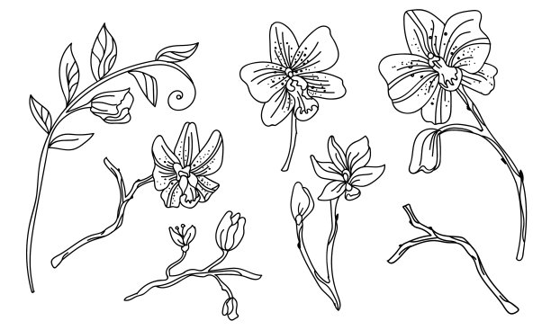 线艺集兰花花图片下载