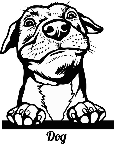 滑稽的狗-滑稽的狗在偷看-脸图片下载