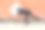 一名男子拿着一张空白的白色画布，弯曲着身体沿着一堵红砖墙移动图片下载