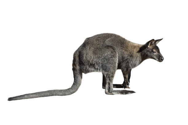 雄性袋鼠孤立在白色背景上。大袋鼠全长，侧视图。袋鼠准备跳跃。动物园的动物图片下载