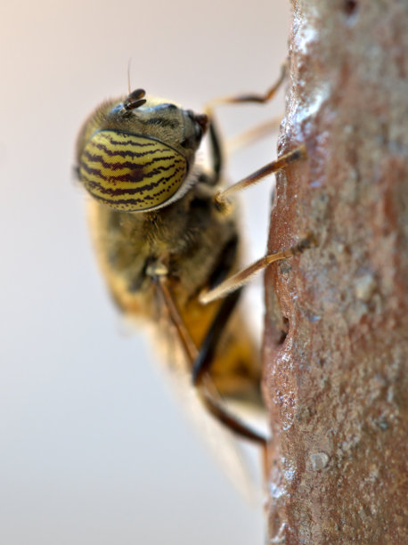 Stripe-eyed泻湖飞图片下载
