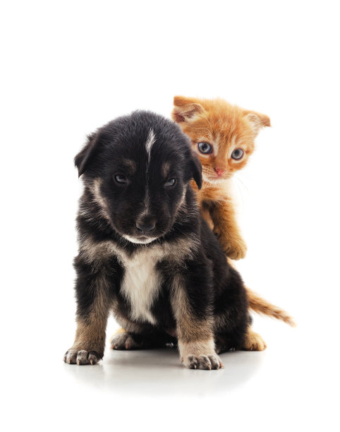 小猫在狗的背上。图片下载