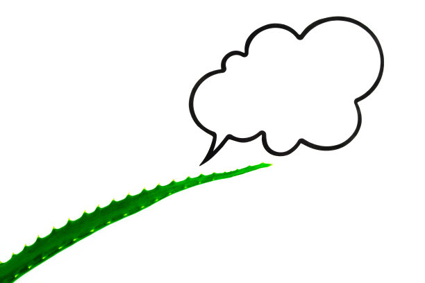 天然化妆品，多汁新鲜的绿色芦荟叶白色背景与云为文本，模型，化妆品护理，药用植物，文本空间，复制空间图片下载