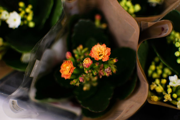 橙色的秋海棠小花成一束图片下载