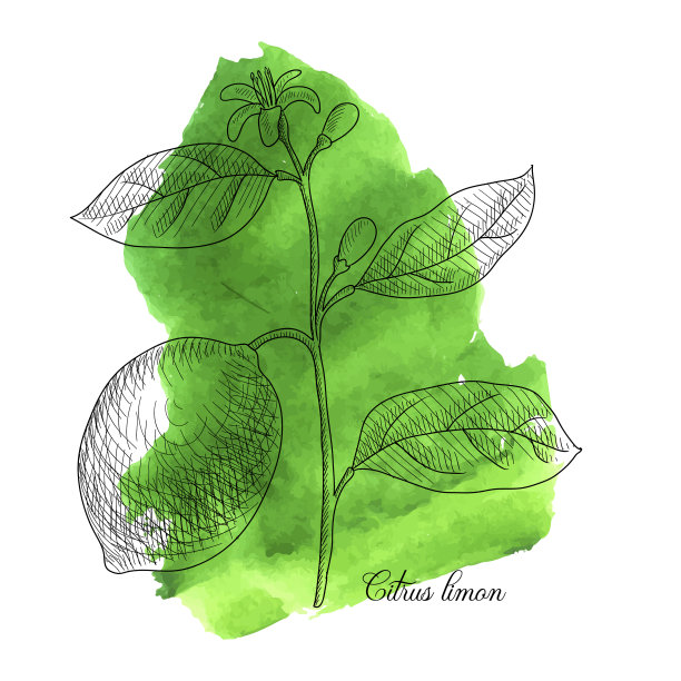 画柠檬分支图片下载