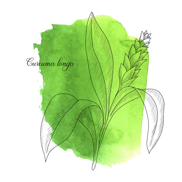 画姜黄植物图片下载