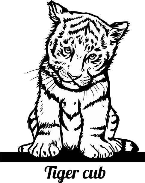 老虎幼崽-有趣的老虎在偷看-孤立的图片下载