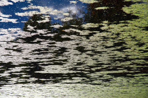 湖面上长满了浮萍。树木和蓝天的倒影。乱七八糟的图片图片下载