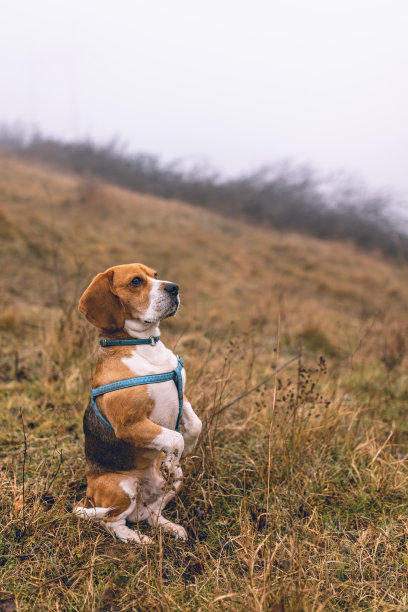 小猎犬的狗图片下载