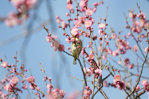 花和鸟图片下载