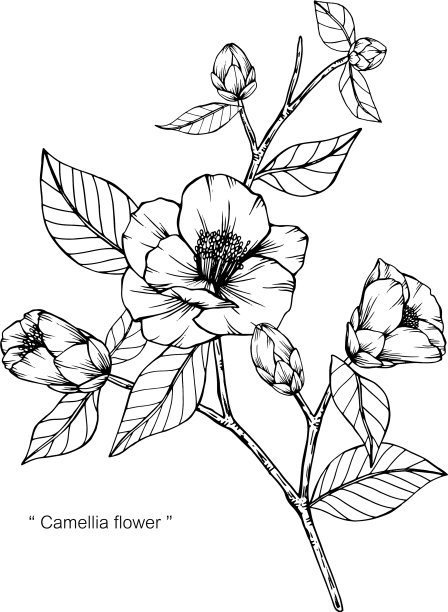 山茶花的花和叶手绘图片下载