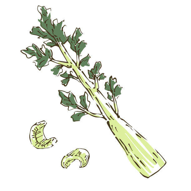芹菜插图。新鲜蔬菜。图片下载