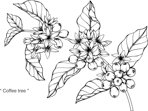 咖啡花和叶手绘植物图片下载